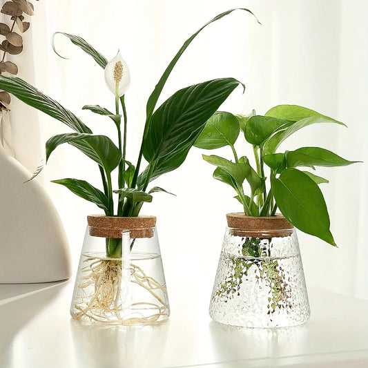 Small Glass hydroponic Plant Vase 1